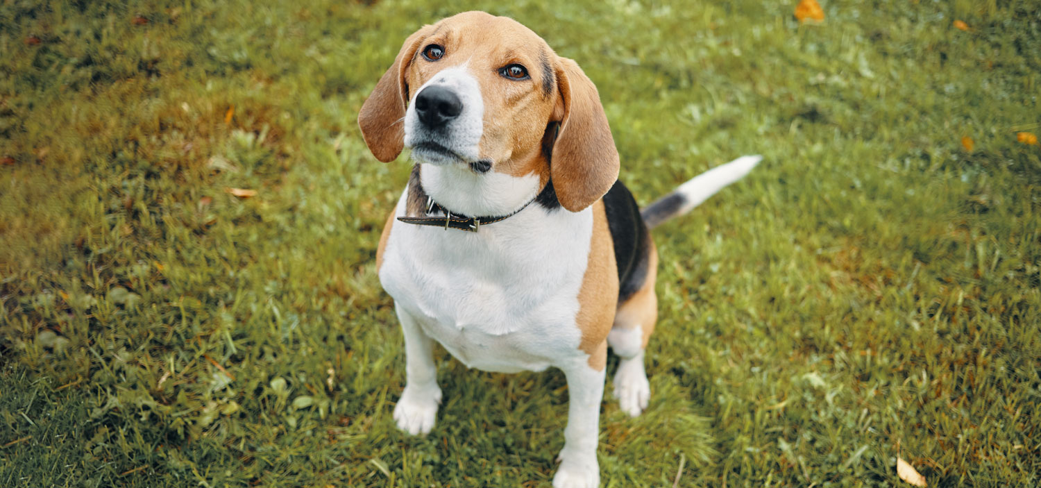 beagle de laboratoire.jpg